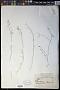 Thesium himalense Royle