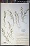 Thesium repens Ledeb.