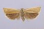 Thiodia stygiana