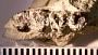 Thisbemys plicatus Wood
