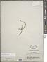 Thlaspi cochleariforme DC.