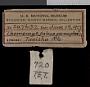 Thomomys bottae peramplus