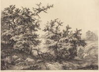 Thornbushes