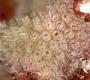 Thornelya sp.