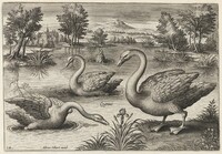 Three Whooper Swans