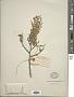 Thuja orientalis L.
