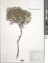 Thuja orientalis L.