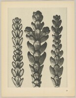Thujopsis dolabrata