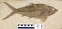 Thunnus lanceolatus
