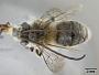 Thygater arequipensis