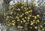 Thymophylla acerosa (DC.) Strother