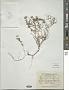 Thymus marschallianus Willd.