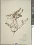 Thymus serpyllum L.