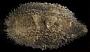 Thyonella sp.