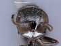 Thyreopus melanius