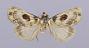 Thyridopyralis gallaerandialis