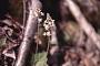 Tiarella cordifolia L.