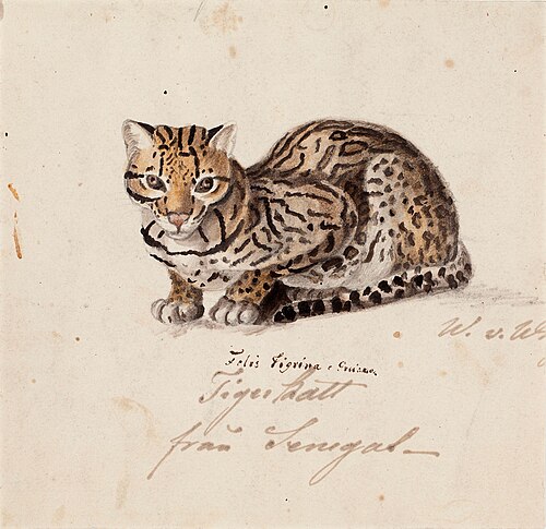 Tiger Cat