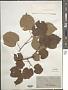 Tilia argentea Desf. ex DC.