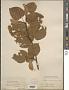 Tilia intermedia DC.