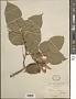 Tilia intonsa E.H. Wilson