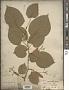 Tilia rubra D.C.