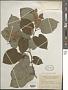 Tilia sp.