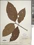 Timonius sp.