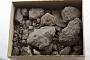 Tin ore