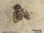 Tipula sp