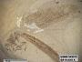 Tipula sp