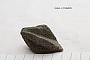 Titanite