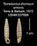 Tomelasmus thomsoni simonis