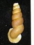 Tomocyclus constrictus