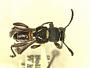Tomopterus similis