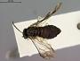 Tomostethus gracilicornis
