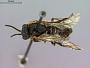 Tomostethus multicinctus
