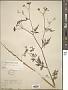 Torilis scabra (Thunb.) DC.