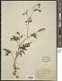 Torilis scabra (Thunb.) DC.