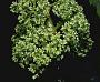 Touchardia oahuensis T. Wells & A. K. Monro