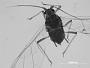 Toxoptera viridirubra