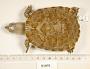 Trachemys decorata