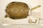 Trachemys gaigeae hartwegi