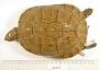 Trachemys terrapen