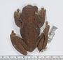 Trachycephalus venulosus