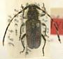 Trachyderes itzingeri