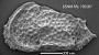 Trachyleberidea sp.