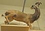 Tragelaphus strepsiceros