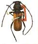 Tragidion coquus levipes