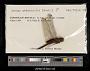Tramea abdominalis